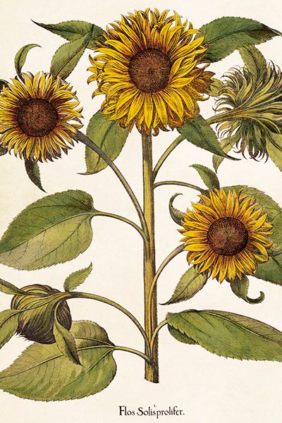 Sköna Ting enkle kort 25-pakk