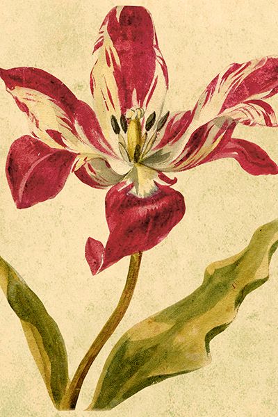 Sköna Ting enkle kort 25-pakk