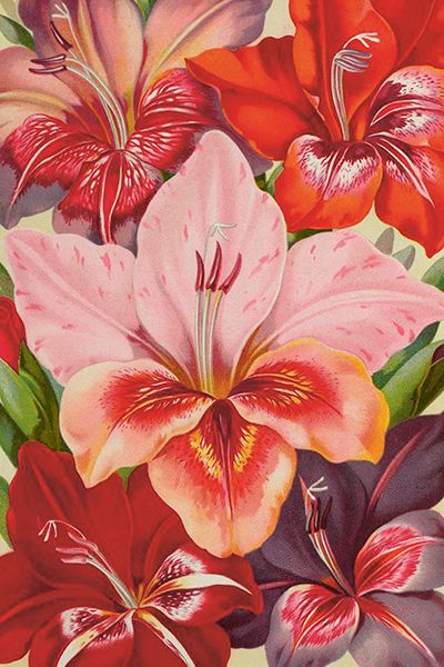 Sköna Ting enkle kort 25-pakk