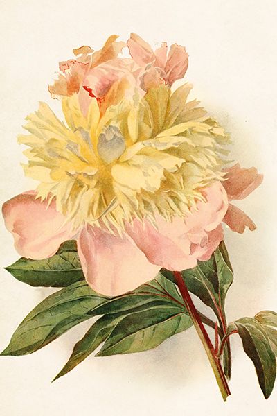 Sköna Ting enkle kort 25-pakk