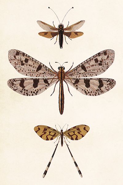 Sköna Ting enkle kort 25-pakk