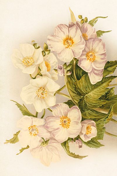 Sköna Ting enkle kort 25-pakk