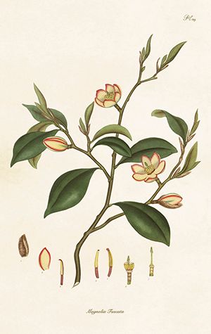 Sköna Ting minikort enkle 25-pakk