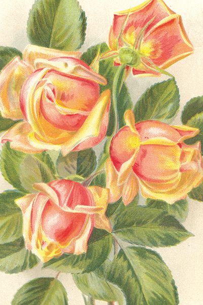 Sköna Ting enkle kort 25-pakk