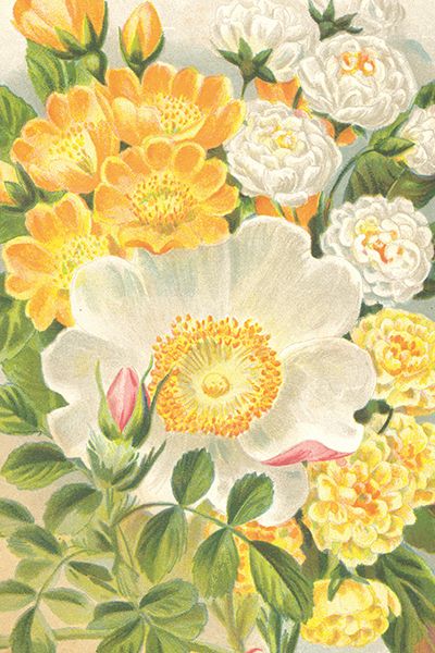 Sköna Ting enkle kort 25-pakk