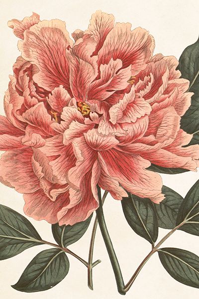 Sköna Ting enkle kort 25-pakk