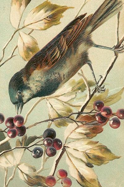 Sköna Ting enkle kort 25-pakk