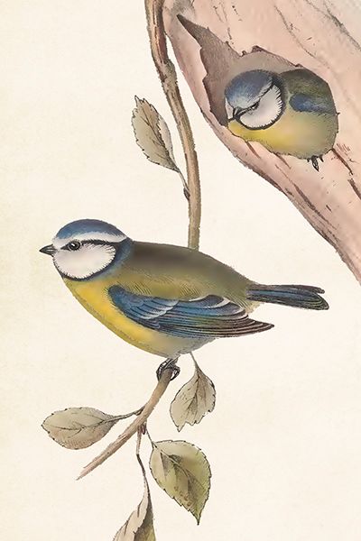 Sköna Ting enkle kort 25-pakk