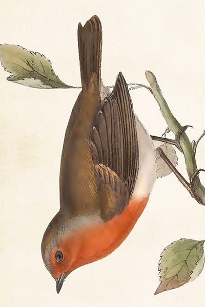 Sköna Ting enkle kort 25-pakk