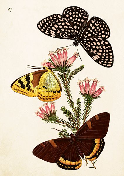 Sköna Ting doble kort