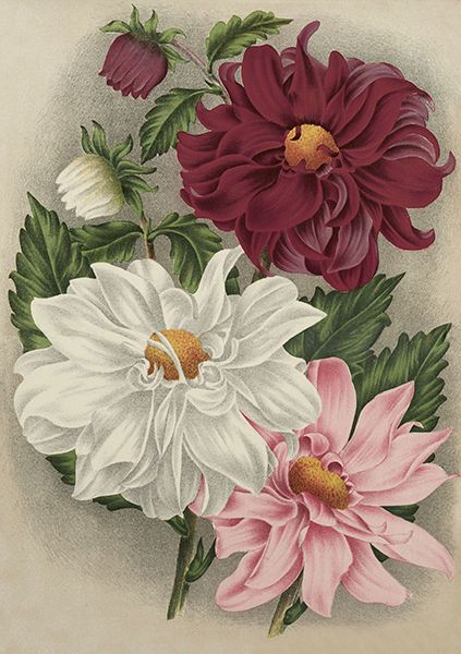 Sköna Ting doble kort