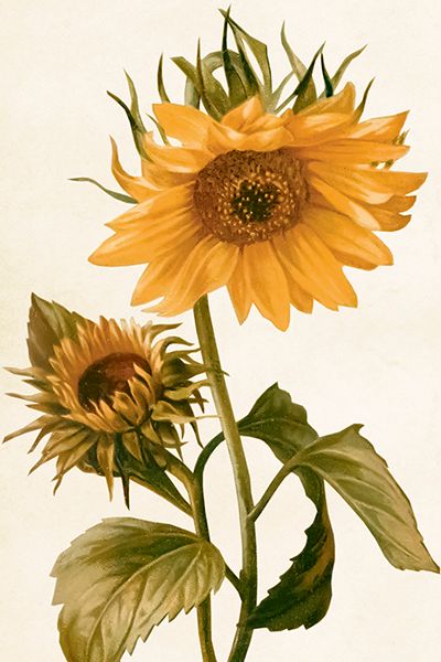 Sköna Ting enkle kort 25-pakk