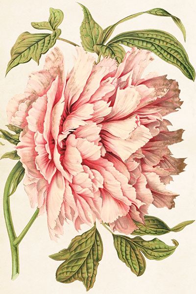 Sköna Ting enkle kort 25-pakk