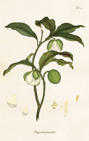 Sköna Ting minikort enkle 25-pakk