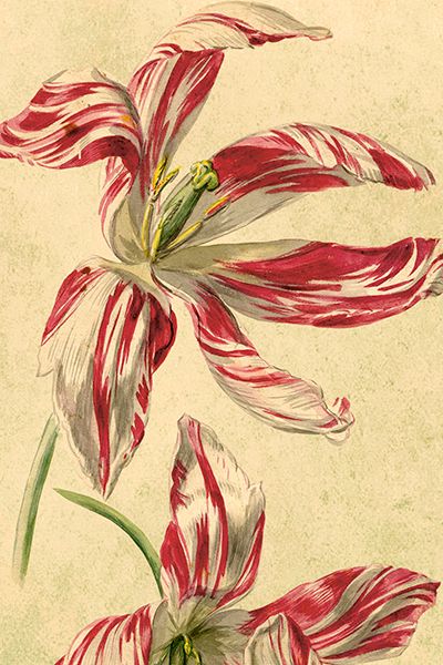 Sköna Ting enkle kort 25-pakk