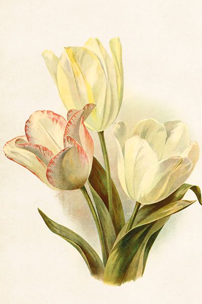 Sköna Ting enkle kort 25-pakk