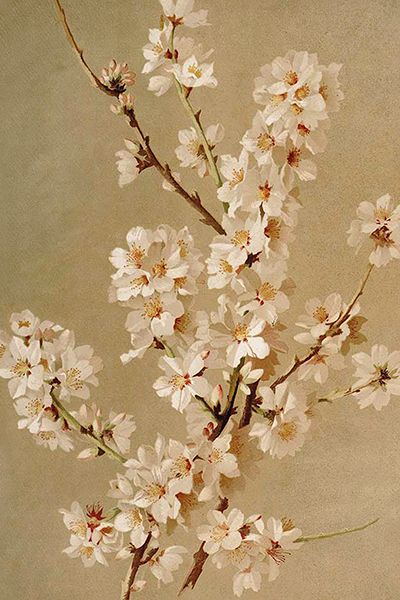 Sköna Ting enkle kort 25-pakk