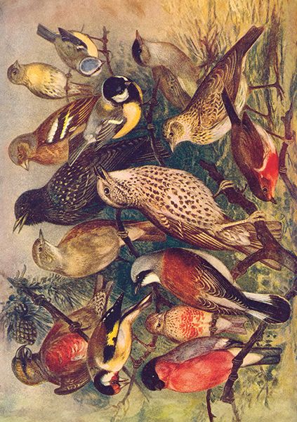 Sköna Ting doble kort