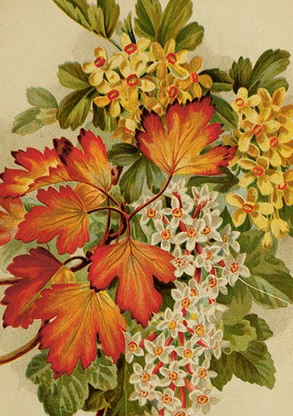 Sköna Ting doble kort