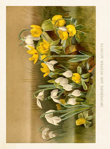 Sköna Ting medium doble 12-pakk