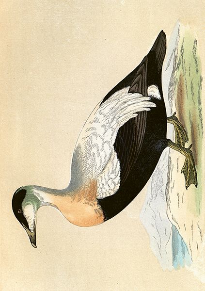 Sköna Ting doble kort