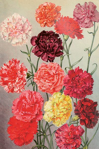 Sköna Ting enkle kort 25-pakk