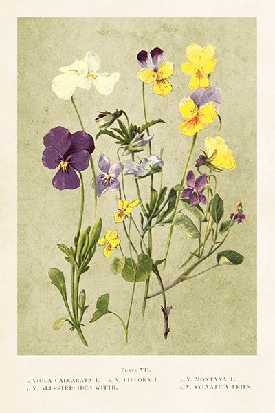 Sköna Ting enkle kort 25-pakk