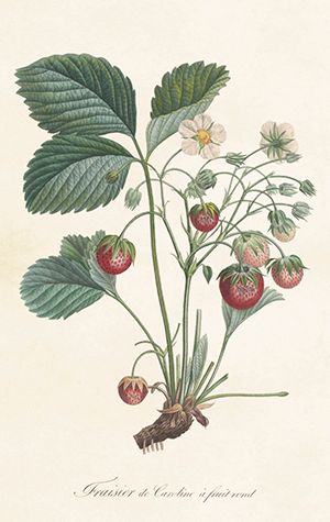 Sköna Ting minikort enkle 25-pakk