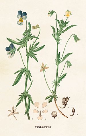 Sköna Ting minikort enkle 25-pakk