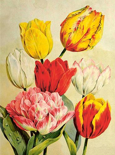 Sköna Ting medium doble 12-pakk