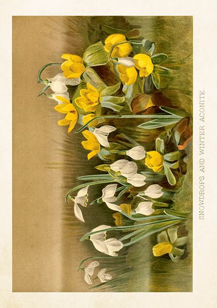 Sköna Ting doble kort