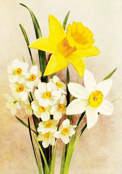 Sköna Ting doble kort