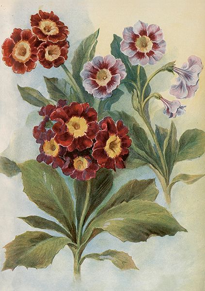 Sköna Ting doble kort