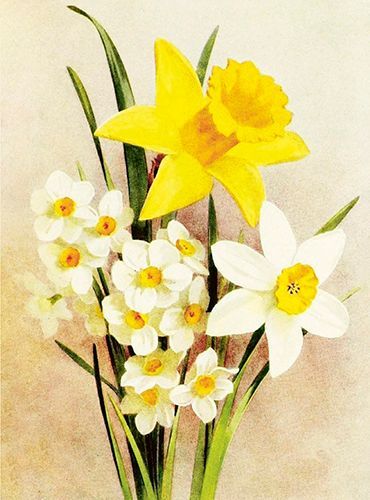 Sköna Ting medium doble 12-pakk