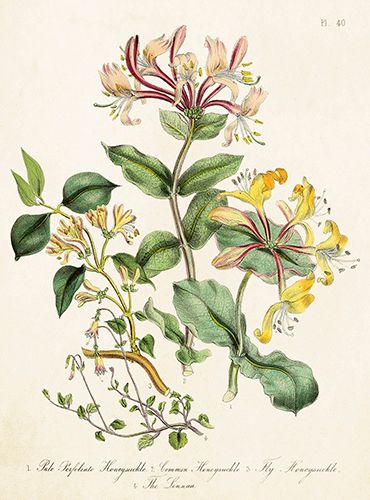 Sköna Ting medium doble 12-pakk