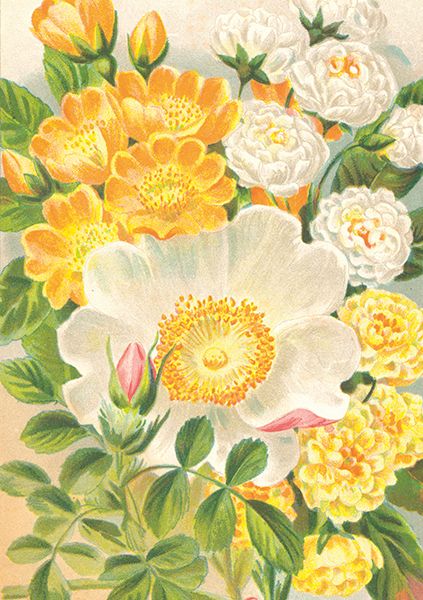 Sköna Ting doble kort