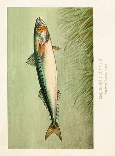 Sköna Ting medium doble 12-pakk