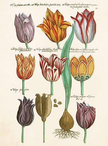 Sköna Ting medium doble 12-pakk