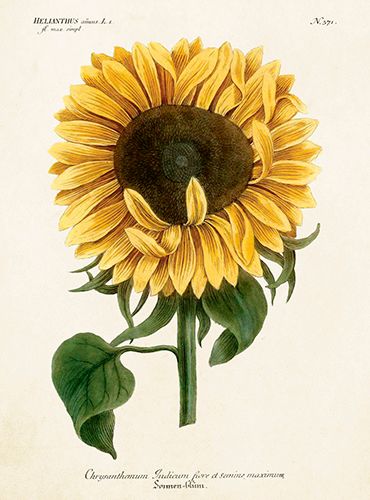 Sköna Ting medium doble 12-pakk