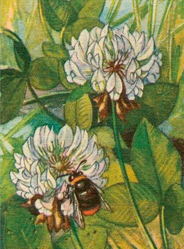 Sköna Ting medium doble 12-pakk