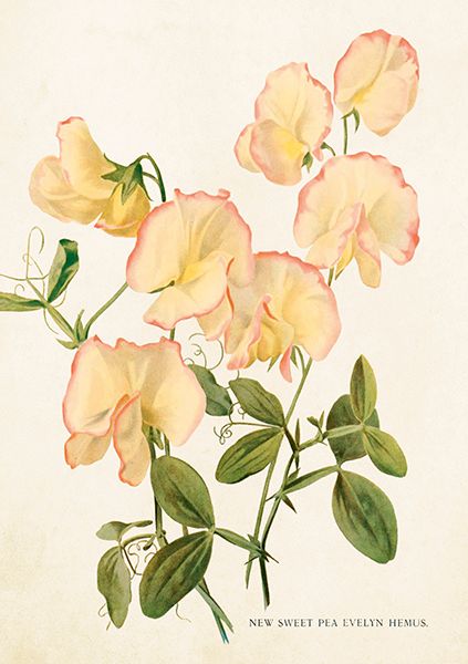 Sköna Ting doble kort