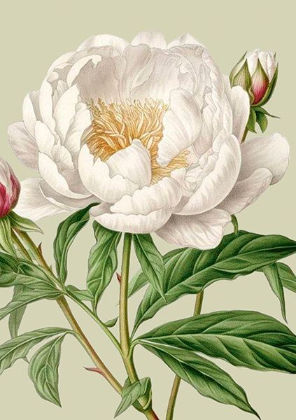 Sköna Ting doble kort