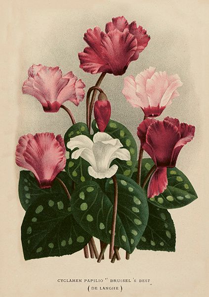 Sköna Ting doble kort