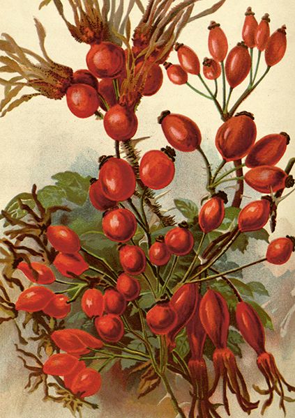 Sköna Ting doble kort