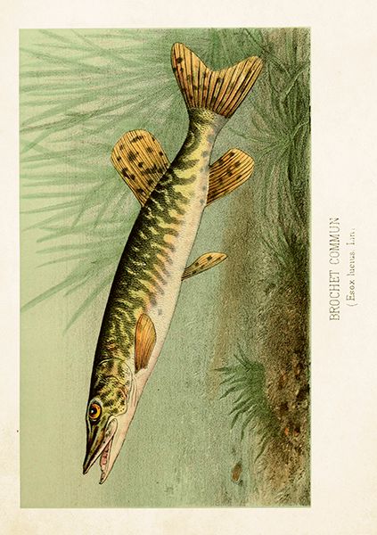 Sköna Ting doble kort