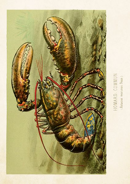 Sköna Ting doble kort