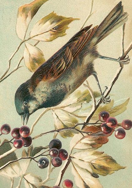 Sköna Ting doble kort