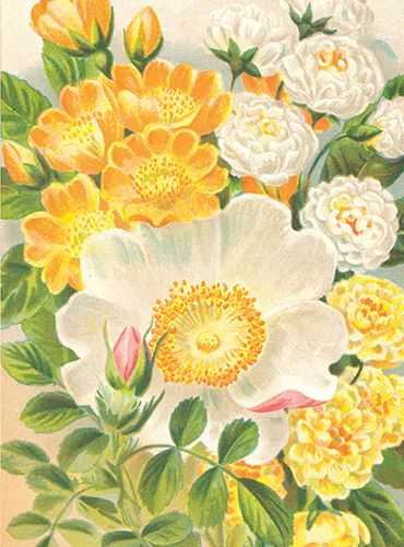 Sköna Ting medium doble 12-pakk