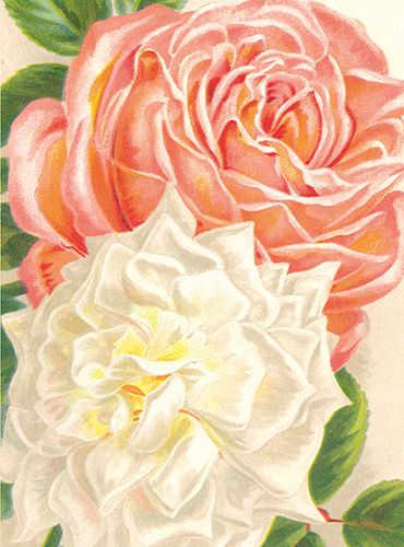 Sköna Ting medium doble 12-pakk