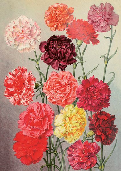 Sköna Ting doble kort